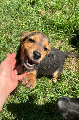 Kora cucciola futura taglia piccola - Foto 4