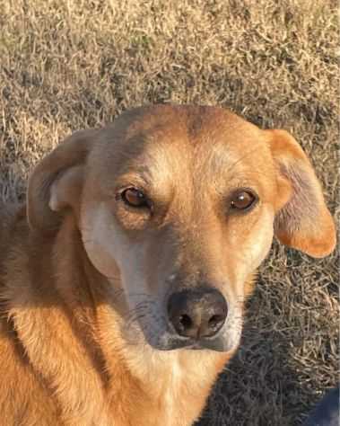 KARINA: CAGNOLINA METICCIA DA ADOTTARE !!! - Foto 6