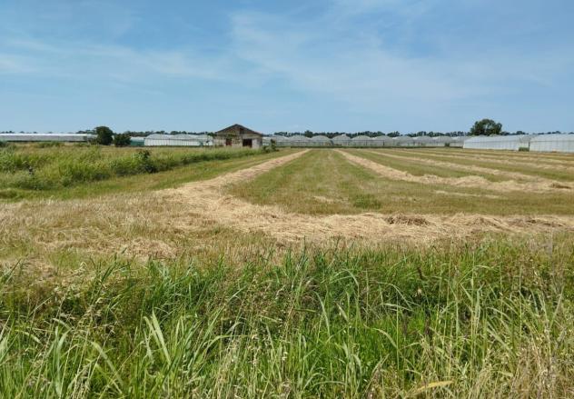 Seminativo in vendita a Eboli - Foto 6