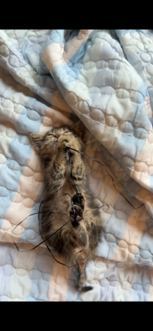 Regalo cucciolo di gattino