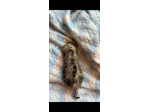 Regalo cucciolo di gattino