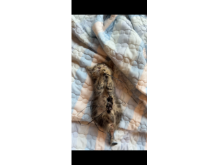 Regalo cucciolo di gattino