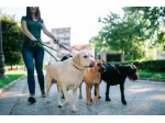 Dog Sitter