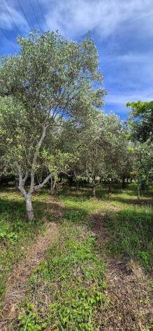 Terreno agricolo in vendita a Titignano - Cascina 2230 mq Rif: 1413652 - Foto 2