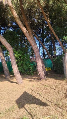 CERVIA ( Montaletto ): PINETA SECOLARE ( terreno agricolo ) ideale per CASA MOBILE su ruote o camper - Foto 4