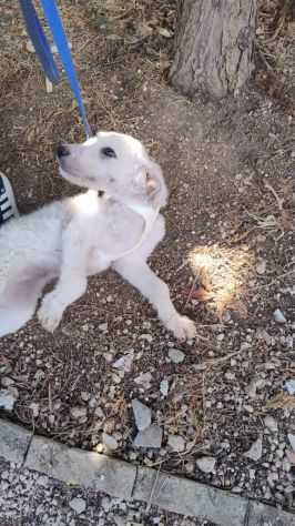 LUNA E GOLIA, 3 MESI E MEZZO (10/06/26), CERCANO CASA!! - Foto 7