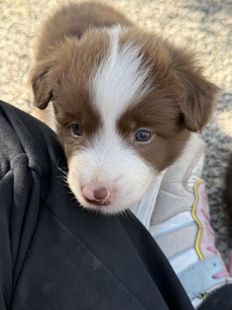 Selezionati Border Collie con pedigree - Foto 9
