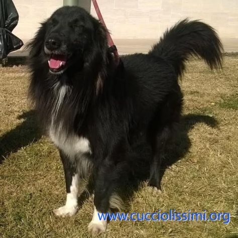 SIMBAD, un cane speciale - Foto 2