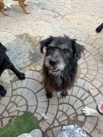 Barbetto spinone cerca famiglia - Foto 4