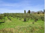 Azienda agricola in vendita a San Miniato 128781 mq  Rif: 1425664