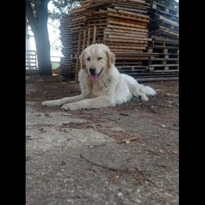 RED E MACNO CERCANO CASA, CANI IN ADOZIONE - Foto 3