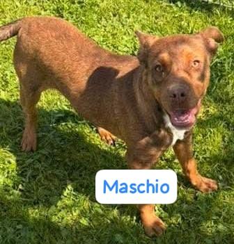 CUCCIOLI 4 MESI TAGLIA MEDIA