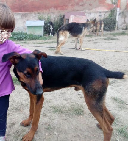 HUBERT, splendido mix Pastore Tedesco e Dobermann - Foto 4