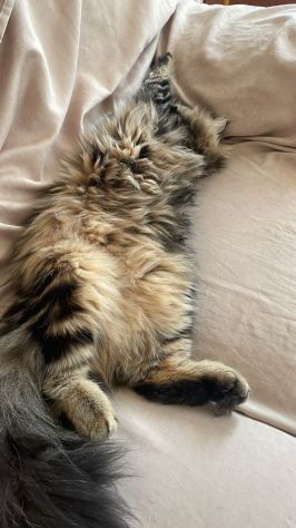 Gatto Siberiano per accoppiamento - Foto 2