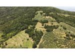 Terreno agricolo in vendita a Vitolini - Vinci 18450 mq  Rif: 1427144