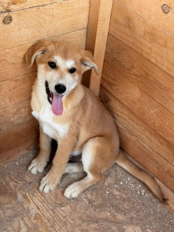 AKITA INU INCR., BERRY, BAMBI, BRUNO, BOWIE E BOLT, 8 MESI: CERCANO CASA! - Foto 9