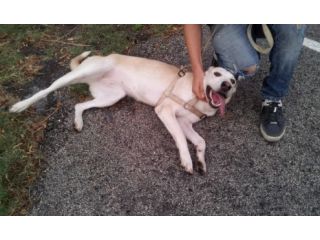 LUNA, splendida mix labrador