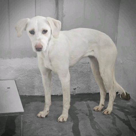 QUERA CAGNOLINA IN ADOZIONE - Foto 2