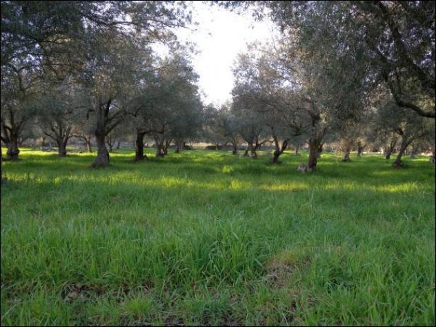 Agricolo in vendita a Canicattini Bagni