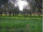Agricolo in vendita a Canicattini Bagni