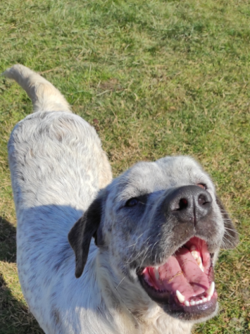 CUCCIOLO IN ADOZIONE - Foto 3