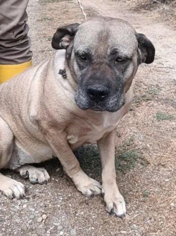 DEA CANE CORSO 5 ANNI - Foto 3