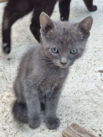 Gattini piccolini - Foto 5