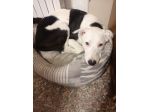 Willow taglia media 18 kg
