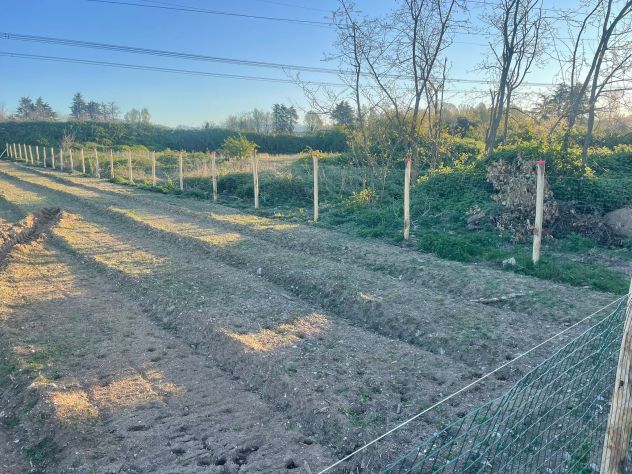 TERRENO AGRICOLO - Foto 4