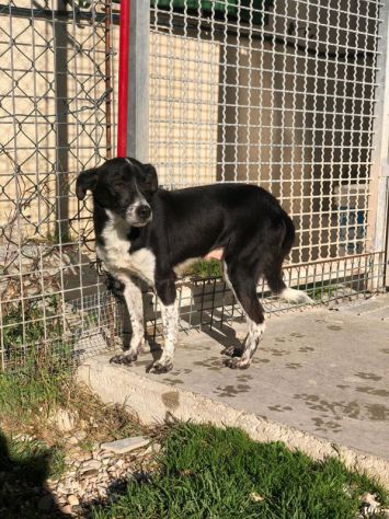 9anni tg piccola da sempre in canile..nessuno lo tirerà fuori?MARCHE - Foto 2