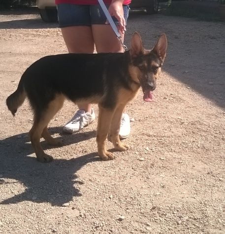 CHARLOTTE E CHERY, stupende cucciolotte mix pastore tedesco - Foto 2