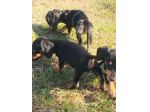 BASSOTTO NANO NERO FOCATO CUCCIOLI