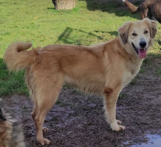 CAGNOLINA DA ADOTTARE - Foto 4