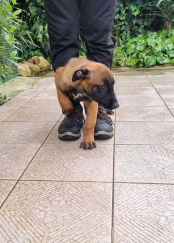 Cuccioli Pastore Belga Malinois tutta Italia