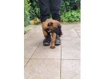 Cuccioli Pastore Belga Malinois tutta Italia