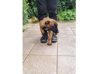 Cuccioli Pastore Belga Malinois tutta Italia