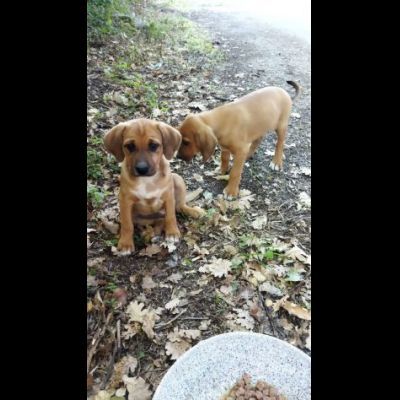 CUCCIOLI IN ADOZIONE - Foto 3