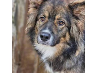 Yuki meraviglioso cagnolino in adozione