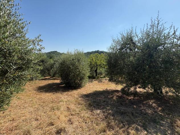 Terreno agricolo in vendita a Montecastello - Pontedera 5110 mq Rif: 1425459 - Foto 7