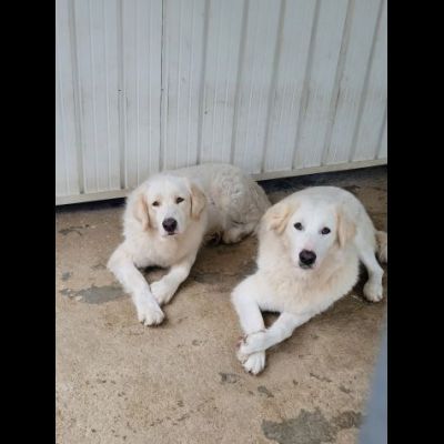 SOLE E LUNA MERAVIGLIOSE E DOLCISSIME, CANE IN ADOZIONE/ ADOZIONE DI COPPIA - Foto 2