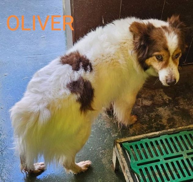 CANILE DI 3.000 CANI I POST SONO LA LORO UNICA POSSIBILITA' DI VISIBILITA' - Foto 6