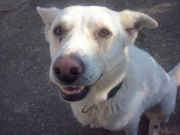 GIGI, labrador gigante - Foto 5