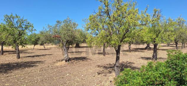 Terreno in vendita a Noto - Foto 3