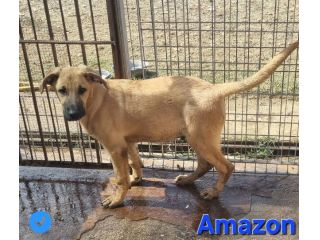 Amazon