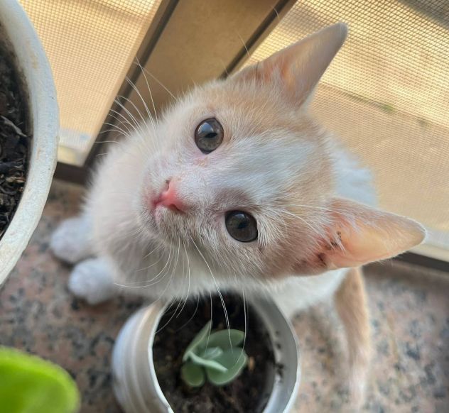 Bijou gattina