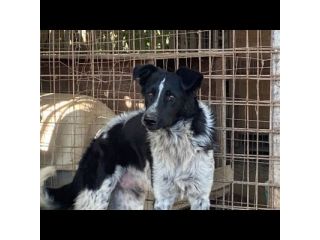 TOTÒ ADORABILE CERCA CASA, CANE IN ADOZIONE