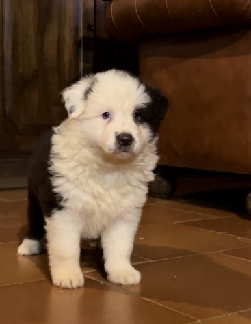 Cuccioli di Border Collie di alta genealogia - Foto 8