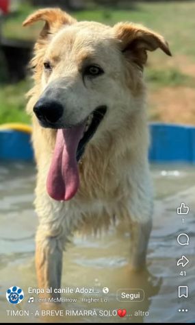 PUMBA DOLCISSIMO simil Golden retriever cane in adozione - Foto 3