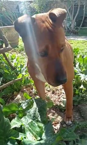Ciro mix Pitbull 6anni e 1/2 aspetta da sempre 1casa. LIVORNO - Foto 6