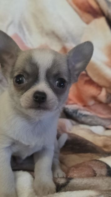 Chihuahua - Foto 3